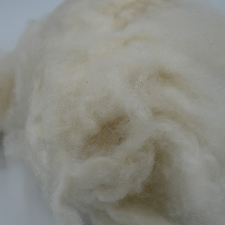 F No Cashmere — 2